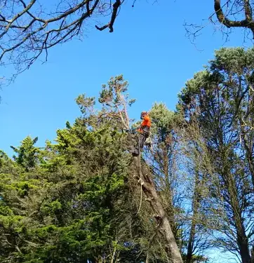 déssouchage à Saint Julien de Vouvantes - image 4