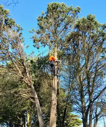 déssouchage Soudan-1