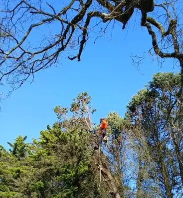 déssouchage Soudan-5