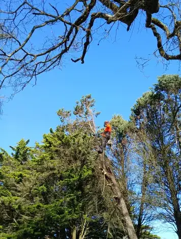 élagueur Châteaubriant-5