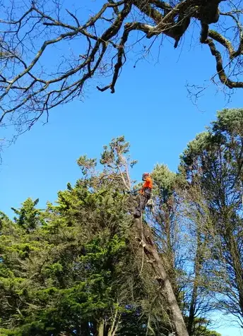 élagueur à Erbray - image 2