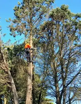 élagueur à Erbray - image 3