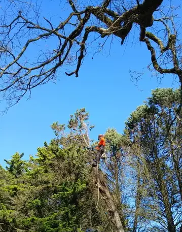 élagueur La Chapelle Glain-1
