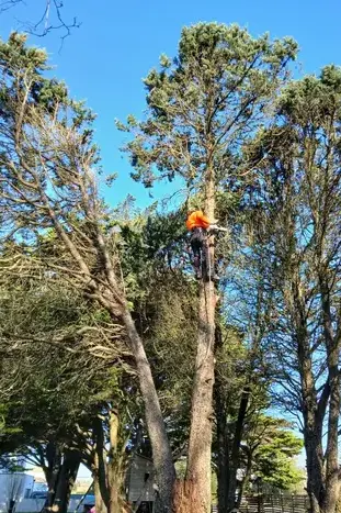 élagueur à La Chapelle Glain - image 4