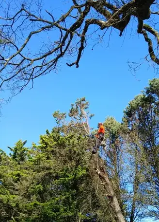 élagueur à Moisdon La Rivère - image 2