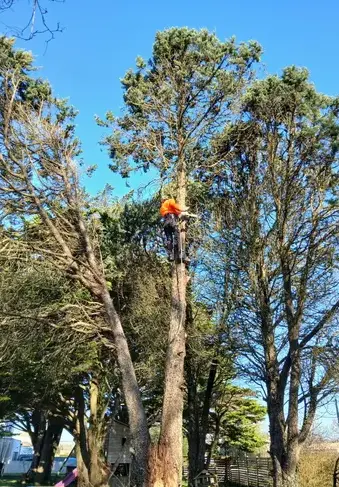 élagueur Moisdon La Rivère-5