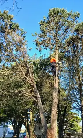 élagueur Petite Auverné-1