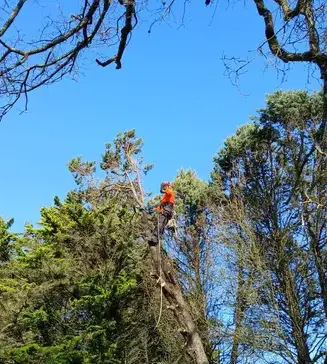 élagueur à Petite Auverné - image 2