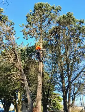 élagueur à Saint Julien de Vouvantes - image 3