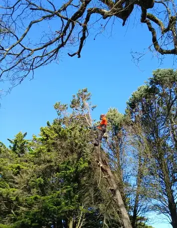 élagueur Saint Julien de Vouvantes-5