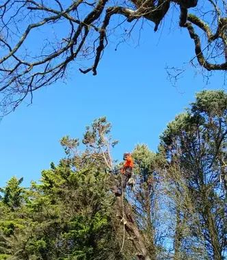 entretien de jardin Carbay-1