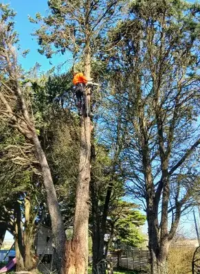 entretien de jardin à Carbay - image 4