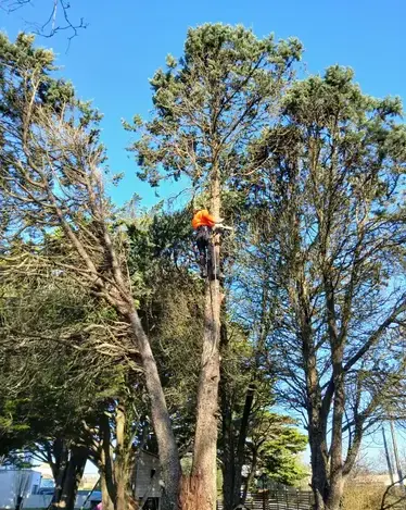 entretien de jardin à Châteaubriant - image 2