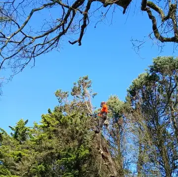 entretien de jardin à Châteaubriant - image 3