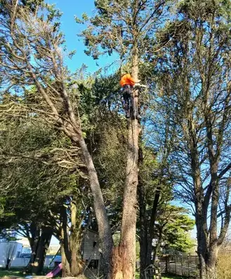 entretien de jardin à La Chapelle Glain - image 4