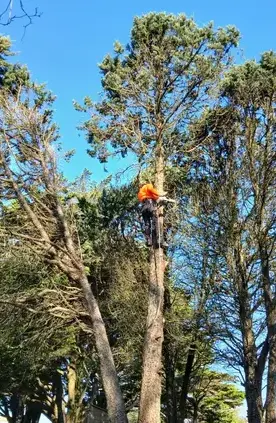 entretien de jardin à Moisdon La Rivère - image 3