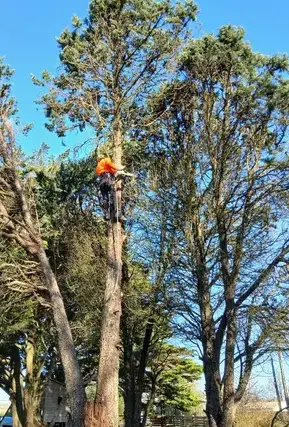 entretien de jardin Petite Auverné-1