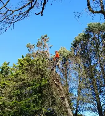 entretien de jardin à Petite Auverné - image 2