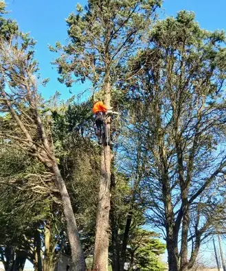 entretien de jardin à Saint Julien de Vouvantes - image 4