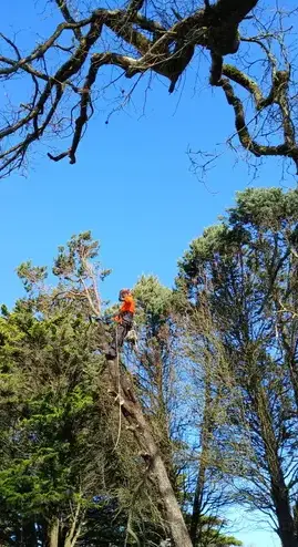 entretien de jardin Soudan-1