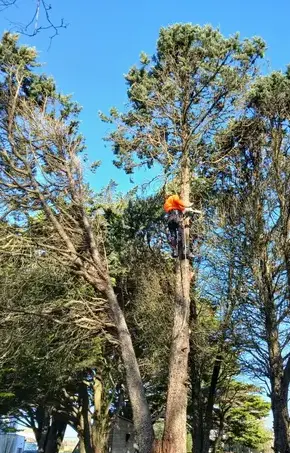 entretien de jardin à Soudan - image 4