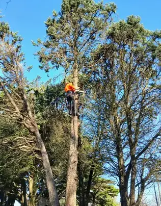 maçonnerie paysagère à Saint Julien de Vouvantes - image 4