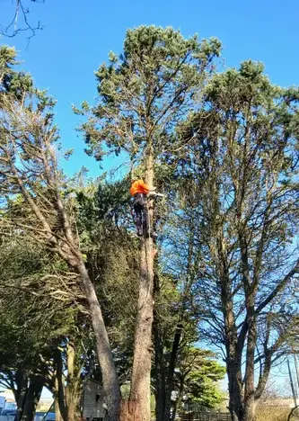 paysagiste à Châteaubriant - image 3