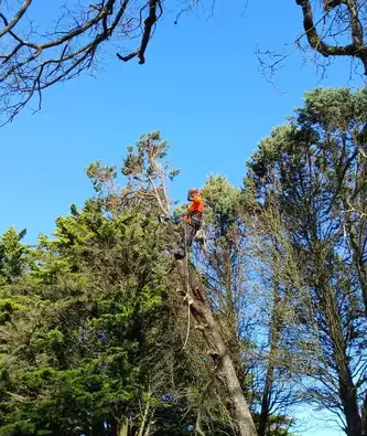 paysagiste à Saint Julien de Vouvantes - image 3